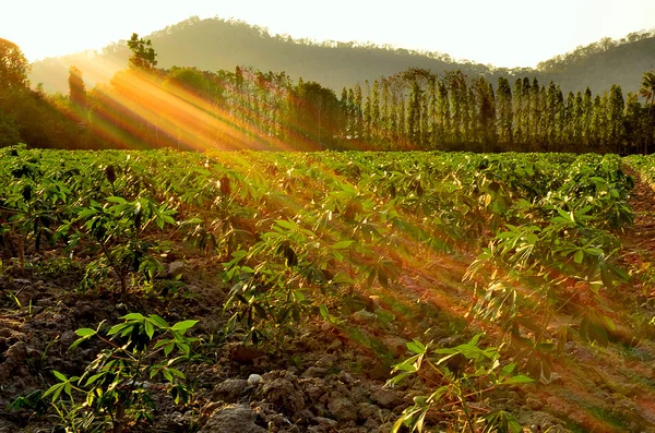 Fazenda de mandioca com luz do pôr do sol — Fotografia de Stock