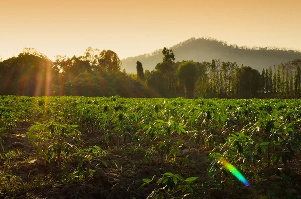 Fazenda de mandioca com luz do pôr do sol — Fotografia de Stock