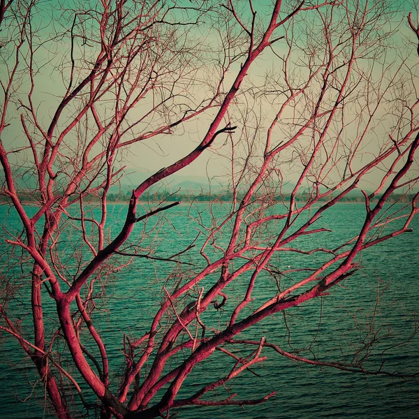 Vintage pink dry tree at lake — Stock Photo, Image