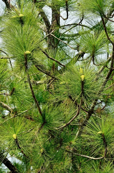 Leaves of the pine — Stock Photo, Image