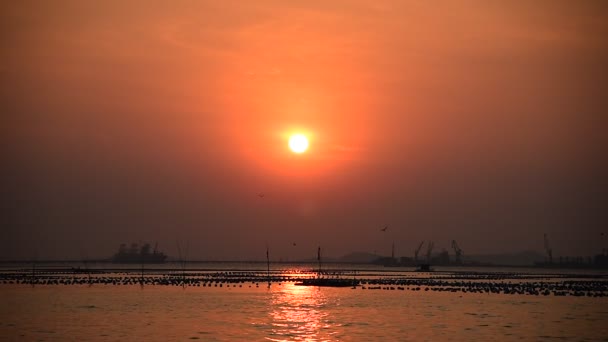 Vogel fliegt im Sonnenuntergangshimmel auf See mit Stückgutschiff, Sriracha, Chonburi, Thailand — Stockvideo