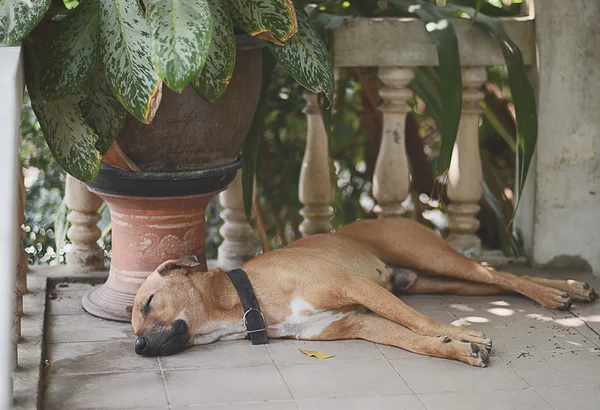 Köpek uyku evde — Stok fotoğraf