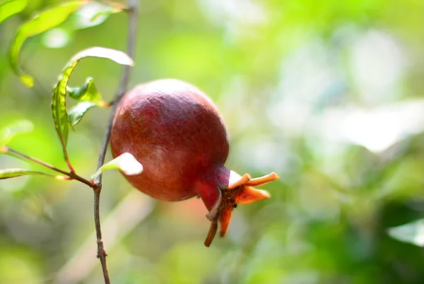 Fruta de romã na árvore — Fotografia de Stock