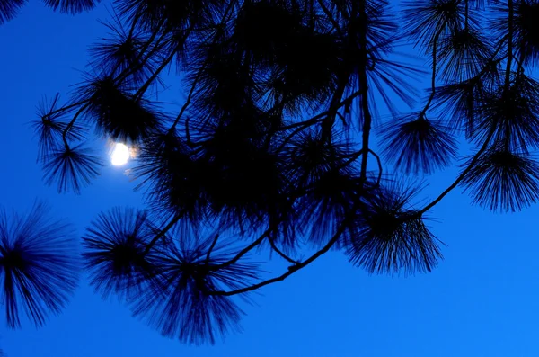 Lua luz no céu noturno com folhas de pinheiro silhueta — Fotografia de Stock