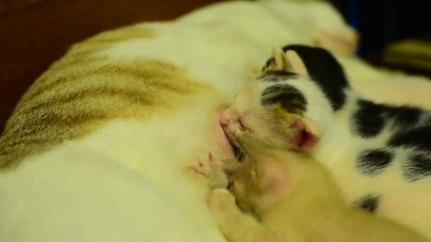 breast feeding cat video Asian porno site