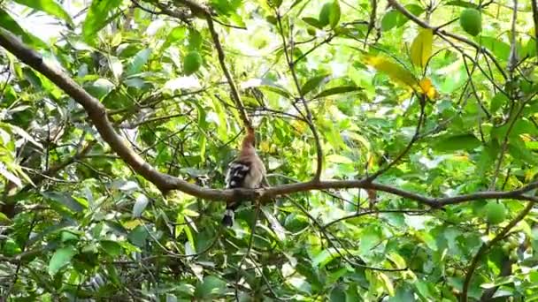 Gemeenschappelijke hop vogel op boom, Upupa epops (Linnaeus, 1758) — Stockvideo