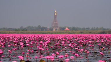 Pembe Lotus, Nong Han, Udon Thani, Thailand (görünmeyen Tay içinde deniz