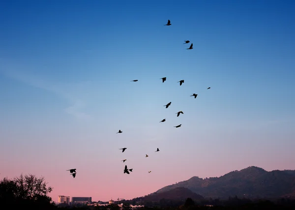 Птица летит в небе, концепция свободы — стоковое фото