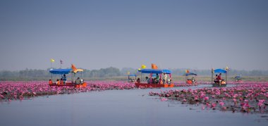 Pembe Nilüfer görmek için turist tekne seyahat
