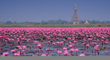 Pembe Lotus, Nong Han, Udon Thani, Thailand (görünmeyen Tay içinde deniz