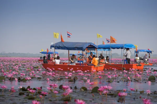 Touristenboot fahren, um rosa Lotus zu sehen — Stockfoto