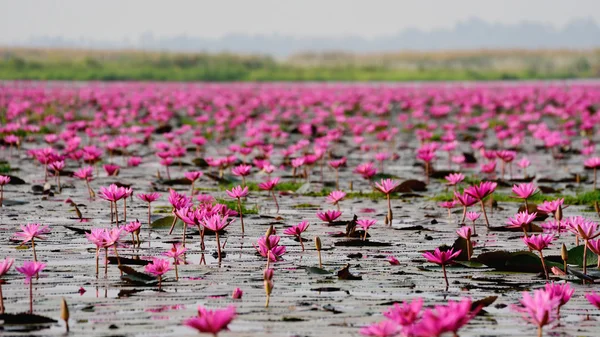Mar de lótus rosa, Nong Han, Udon Thani, Tailândia (invisível em tailandês — Fotografia de Stock
