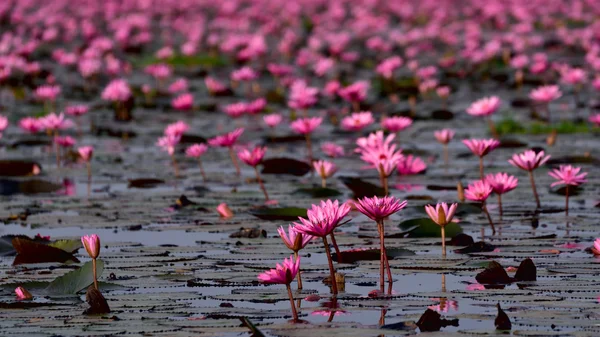 Mar de lótus rosa, Nong Han, Udon Thani, Tailândia (invisível em tailandês — Fotografia de Stock