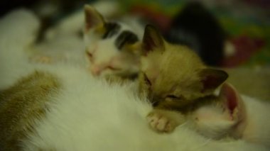 Yavru kedi kedi emzirme