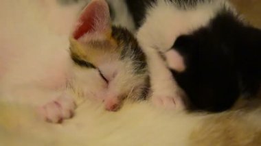 Yavru kedi kedi emzirme