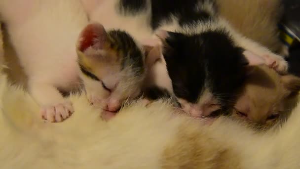 Cat breast feeding kittens — Stock Video