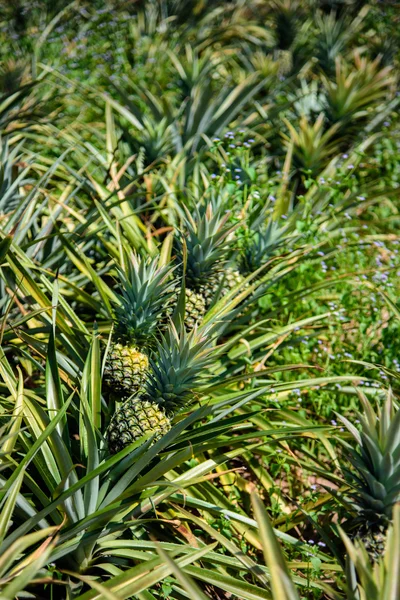 Ananasová farma — Stock fotografie