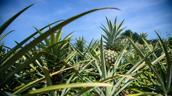 Ananasová farma — Stock fotografie