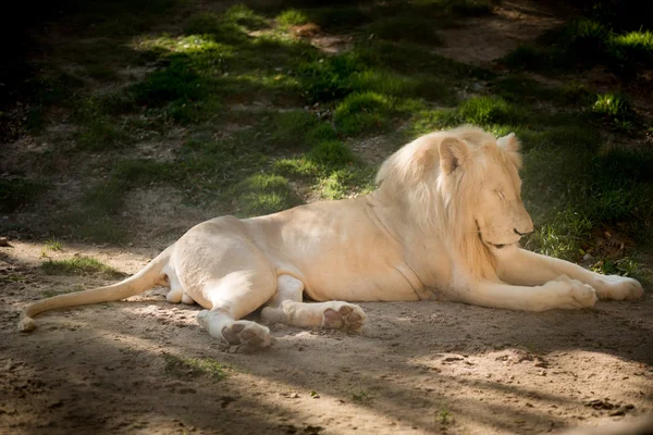 African male lion — Stock Photo, Image
