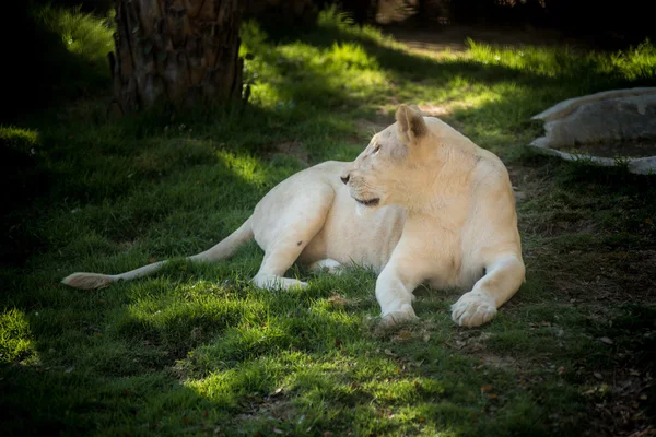 African female lion — Stock Photo, Image