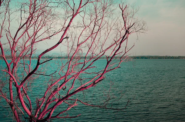 Árbol seco en el lago — Foto de Stock