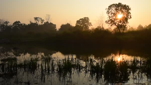 Восход солнца на озере с силуэтом деревьев — стоковое видео