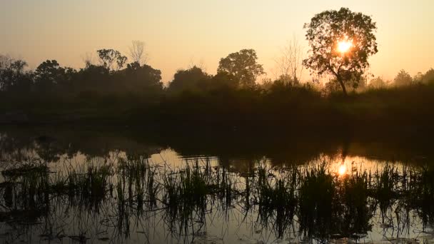 Sunrise at lake with tree silhouette — Stock Video