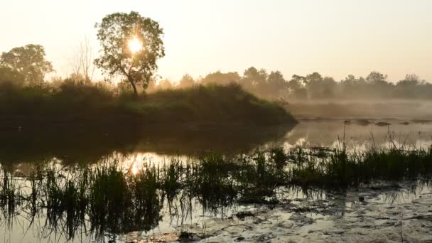 El lapso de tiempo del amanecer en el lago con niebla corriendo y silueta de árbol — Vídeos de Stock