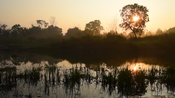 Lever de soleil au lac avec silhouette d'arbre, Panorama 