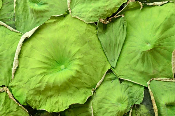 Lotus blad patroon achtergrond voor decorate — Stockfoto
