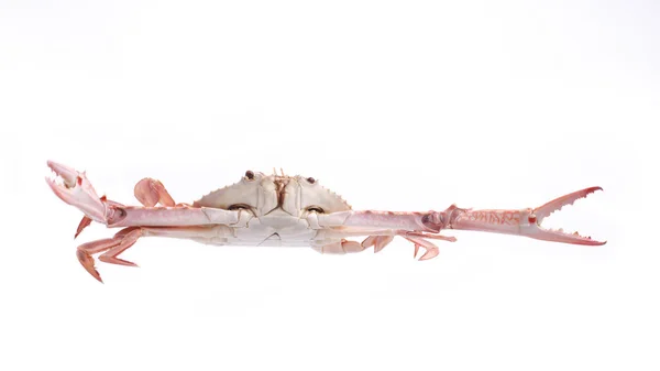 Crab streamed isolated — Stock Photo, Image