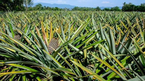 Pineapple farm — Stock Photo, Image