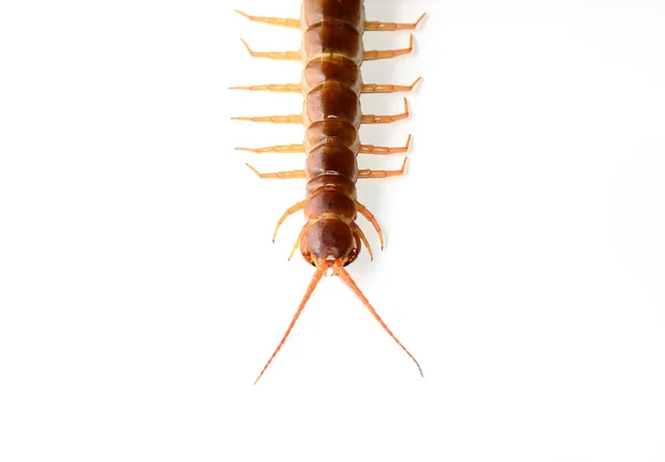 Centipede isolated — Stock Photo, Image