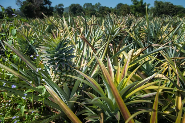 Farma ananasów — Zdjęcie stockowe