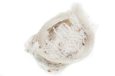 Yenilebilir-Nest Swiftlet, çiğ gıda izole yuvası