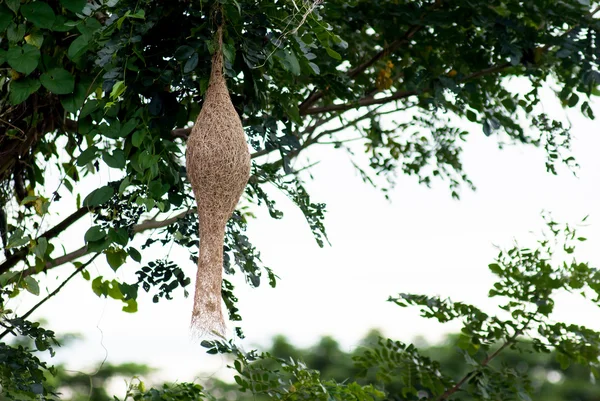 Nido di ricebird su albero — Foto Stock