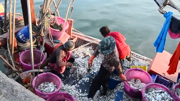 Halász rendezendő hal csónak a móló, Sriracha, Chonburi, Thaiföld — Stock videók