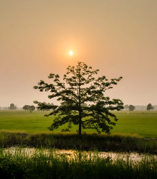 Pirinç alan gündoğumu ile ağacında — Stok fotoğraf
