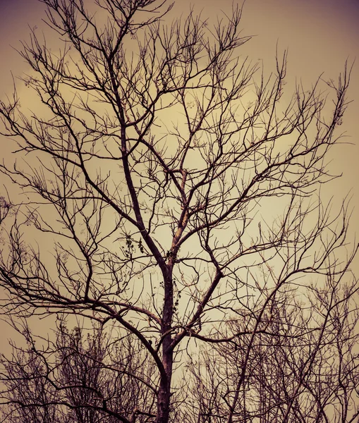 Сухое дерево с винтажным цветом — стоковое фото