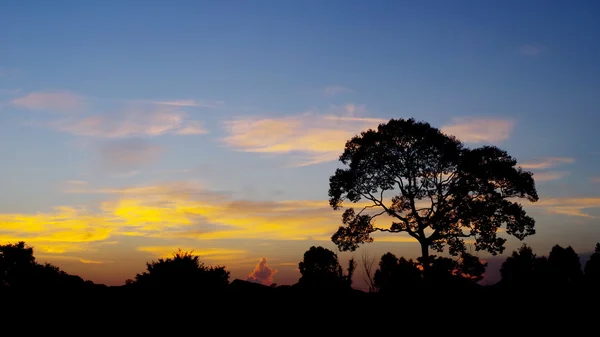 Silhueta de árvore com céu bonito pôr do sol — Fotografia de Stock