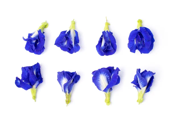 Butterfly Pea flower isolted set — Stock Photo, Image