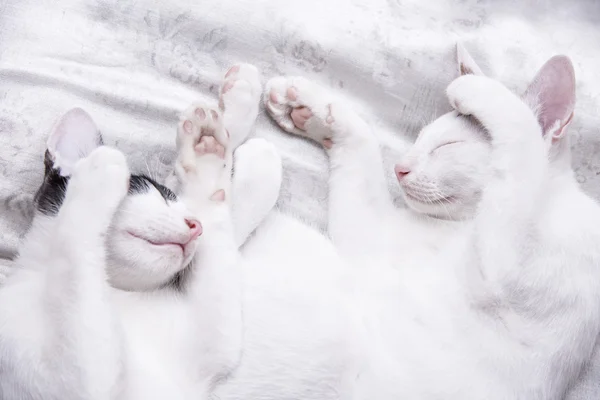 Cute cat sleeping on chair — Stock Photo, Image