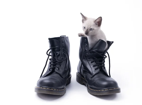 Kotě v boot izolovaných na bílém — Stock fotografie