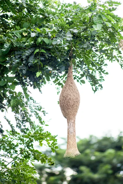 Ricebird ninho pendurado na árvore, Tailândia — Fotografia de Stock