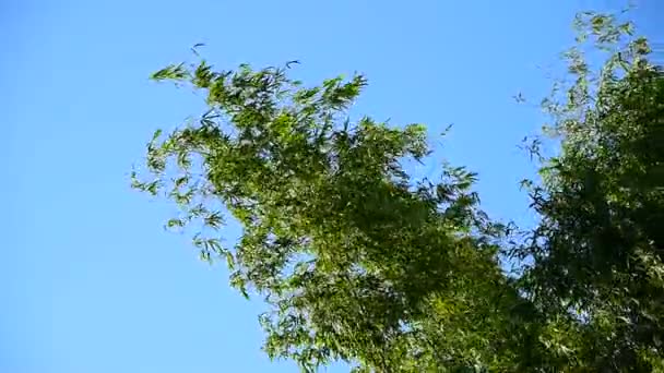 Bambusz fa felső lépés a szél