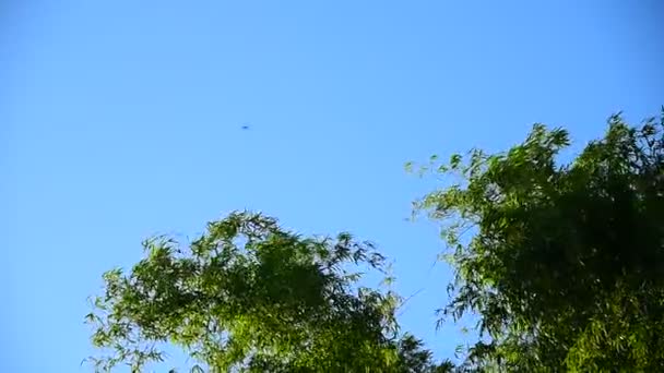 Haut de bambou se déplacer avec le vent — Video