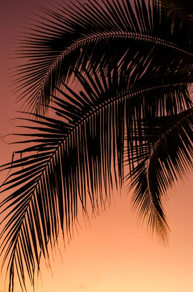 Silueta de hoja de coco con fondo de cielo al atardecer — Foto de Stock