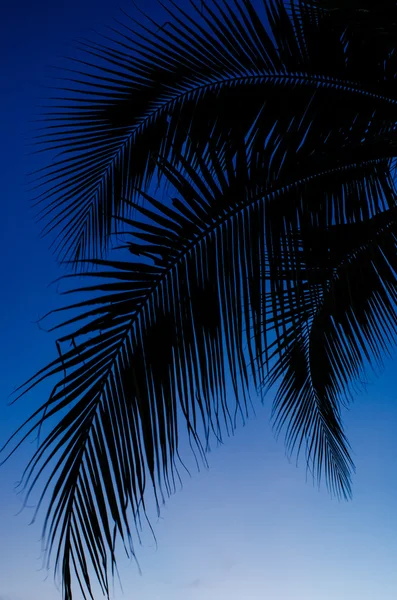 Silhouette foglia di cocco con sfondo cielo blu — Foto Stock