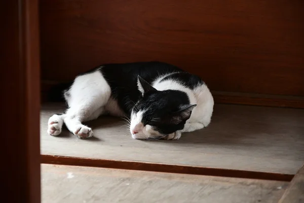 Gato soñoliento — Foto de Stock