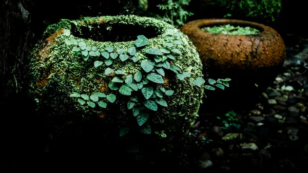 Fougère et lierre sur un vieux bocal en terre cuite , — Photo